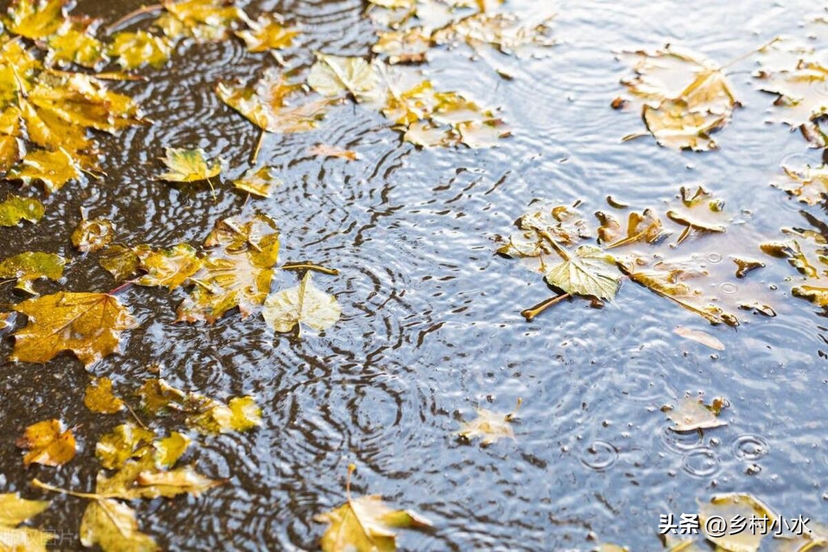 八月初一下雨意味什么,一月初八下雨有什么预兆吗