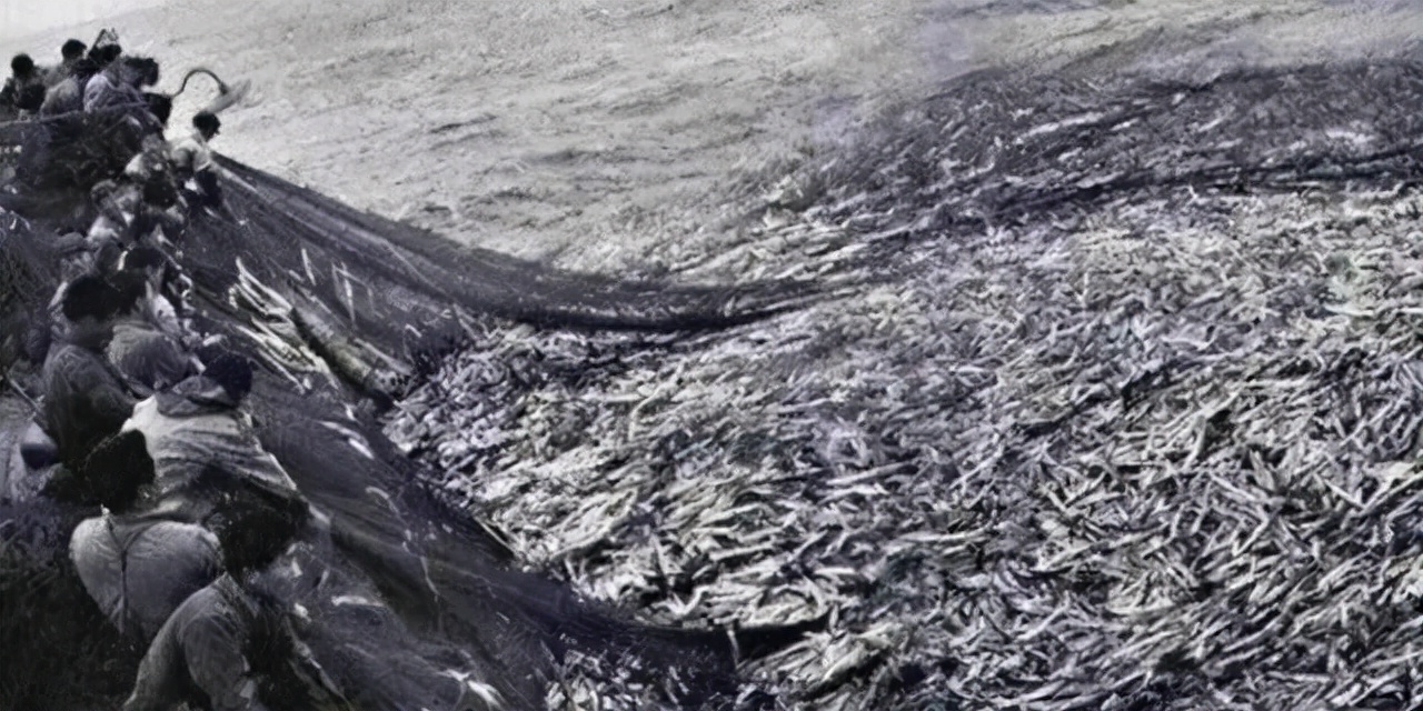 渔民捕获价值3万的野生大黄鱼,石浦渔民一网4000多斤野生大黄鱼