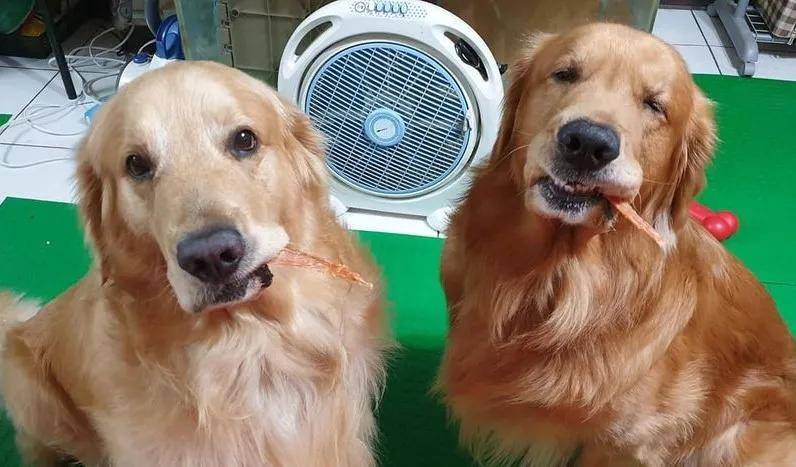 金毛太胖了有什么坏处吗视频,金毛犬太胖