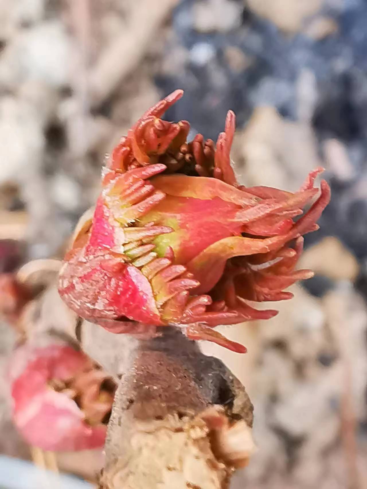 欣赏牡丹花开视频,牡丹各品种的花芽