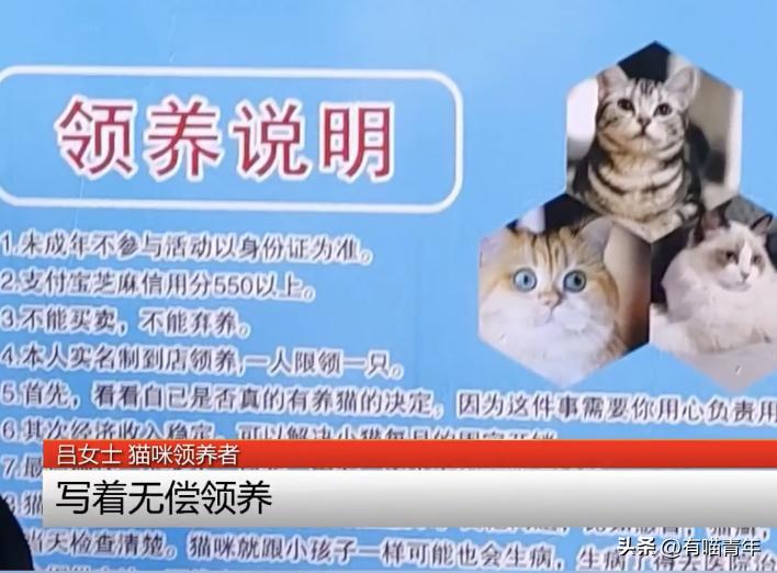 免费领养一只品种猫，猫死后强行要我买猫粮，赔3000