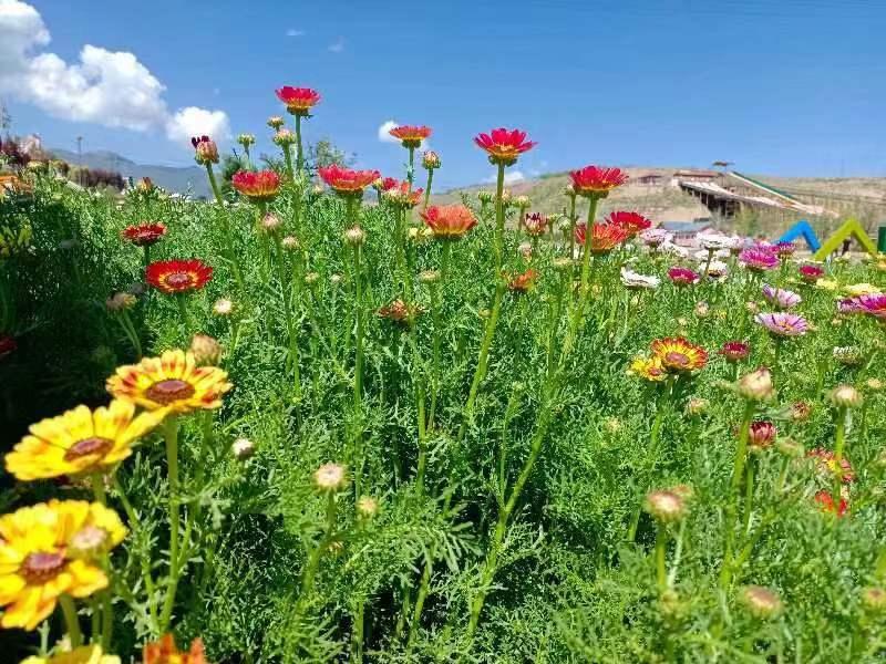 常觅春归不知处花田此地得逢君：栖云田园小镇·花间集