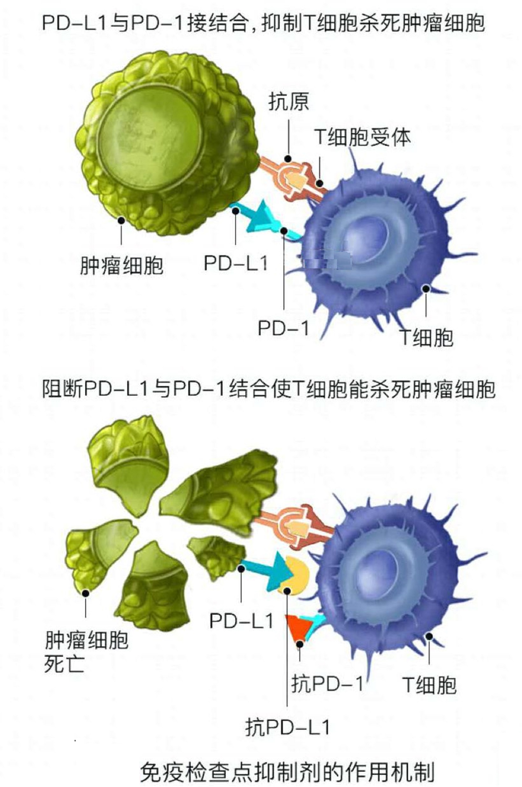 肿瘤免疫治疗的故事连载二十七,肿瘤科室治疗故事