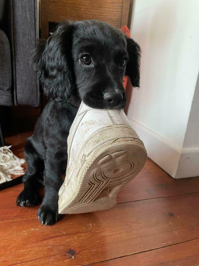 十种非常反骨的狗,狗狗反骨是什么原因