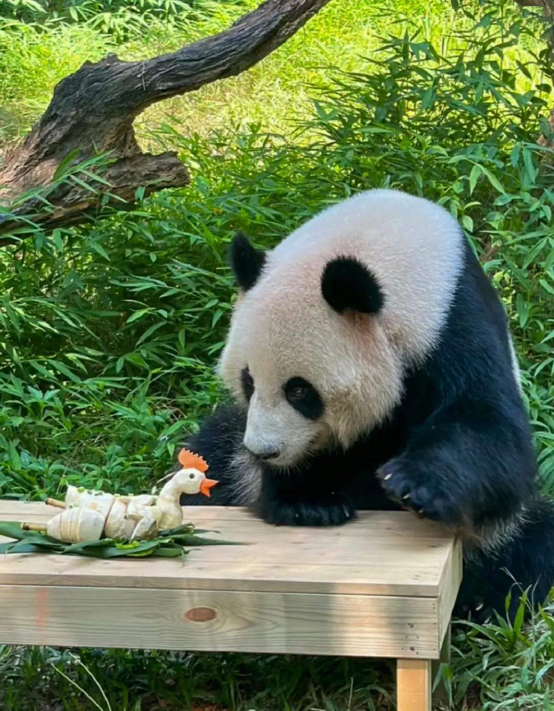 为什么现在的鸡肉那么难吃,普通鸡肉怎么弄好吃