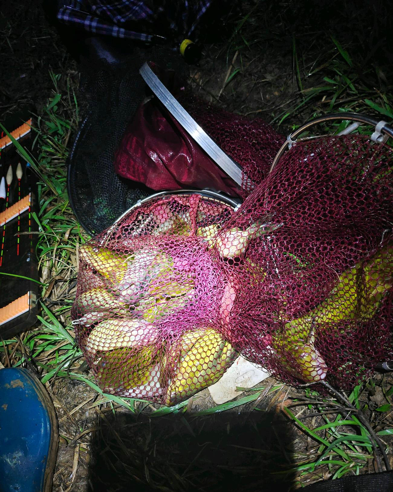 增江哪有黄辣丁,增江钓大罗非