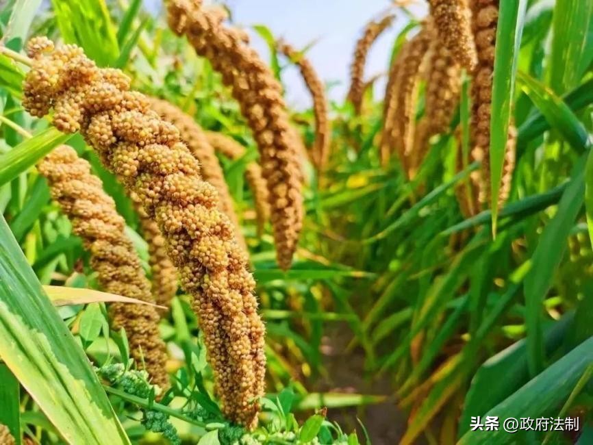 閱夌編鐗规洸,閱夌編鐗归吙