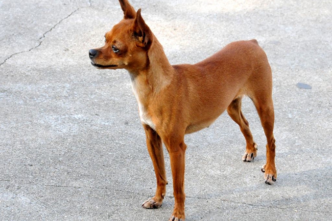 小鹿犬好养吗优缺点有哪些,关于小鹿犬的知识和技巧