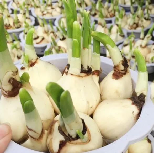 水仙花养好,水仙花好养活