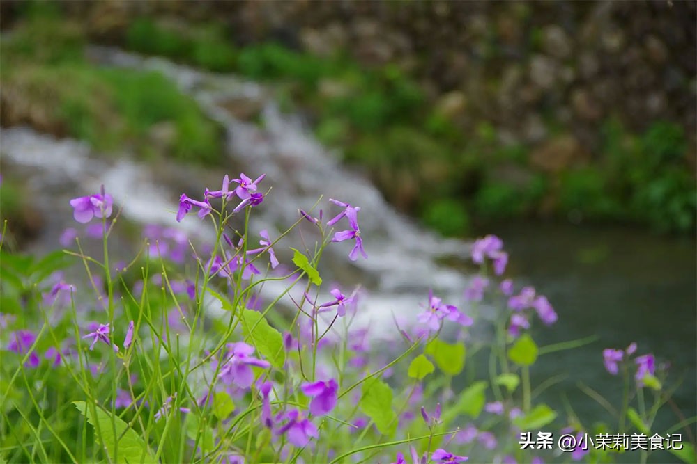护肝养肝的食物和野菜,柔肝养肝喝什么