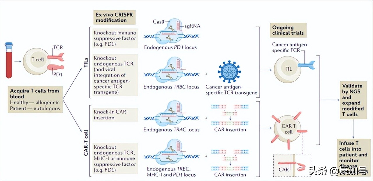 综述CRISPR基因编辑系统在癌症研究、诊断和治疗中的应用