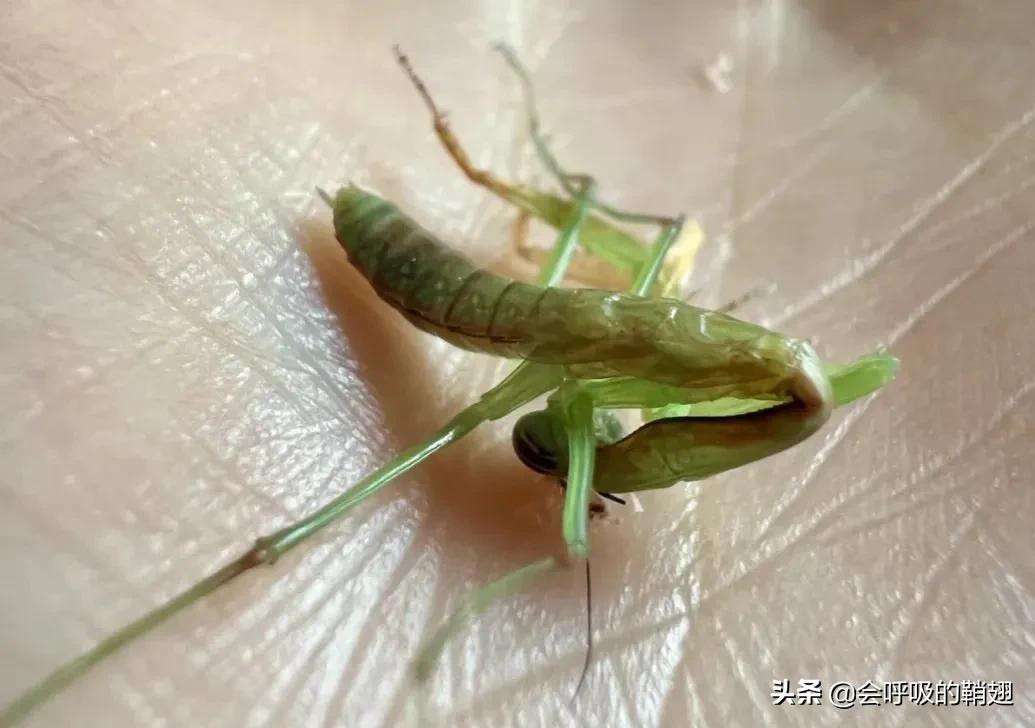 螳螂养殖报告,螳螂饲养观察记录表