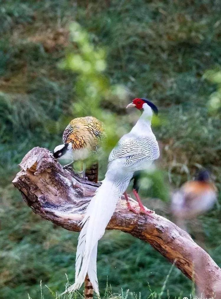 动物千姿百态,动物园的动物千姿百态