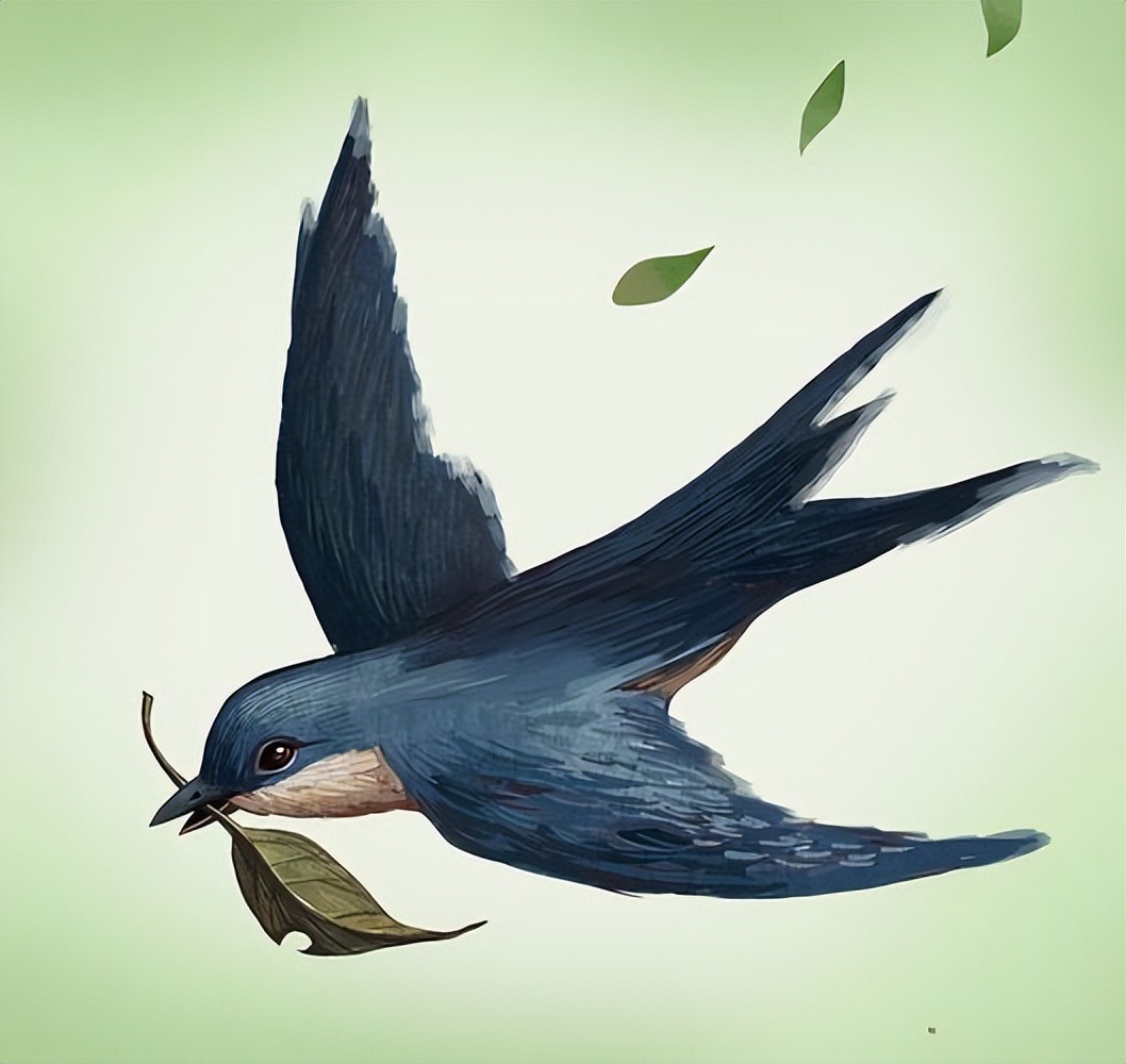 燕子筑巢被人看见,老人说燕子筑巢