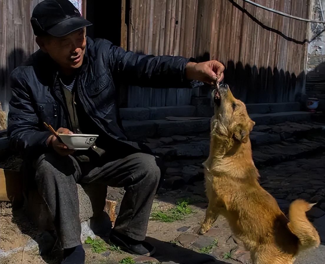 狗在死前为什么要离家出走,老狗不进家门是什么意思