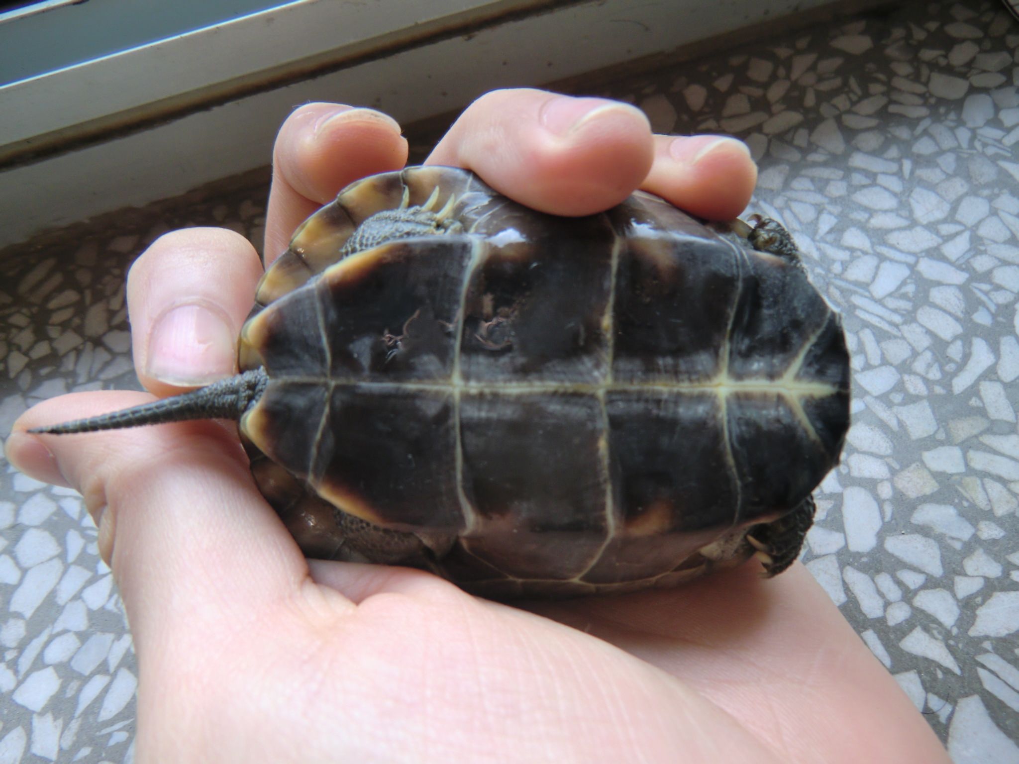 在山上发现只有壳没有身体的乌龟,在山上怎么样才能发现乌龟