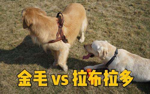 金毛和拉布拉多谁的战斗力更强,金毛和拉布拉多哪个大一些