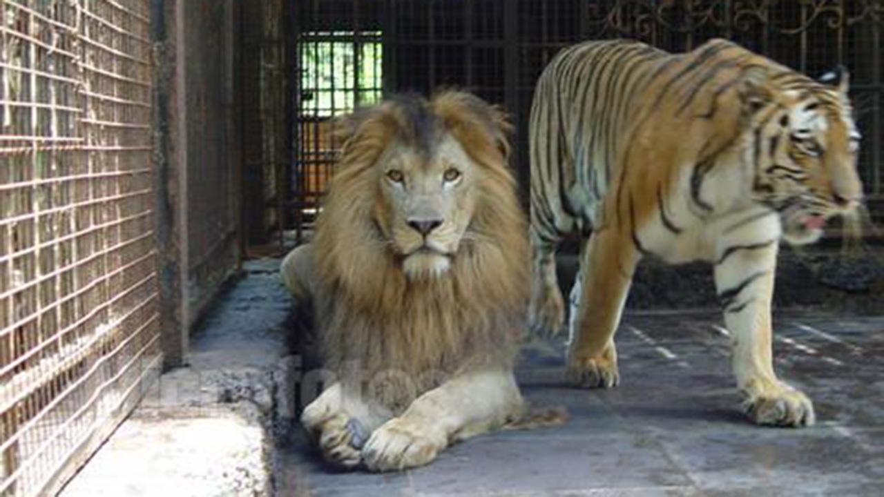 狮子和老虎有生殖隔离，为什么狮虎兽还能交配生下后代？