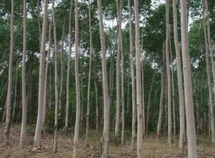 桉树与白杨树谁长得快,白杨树和桉树