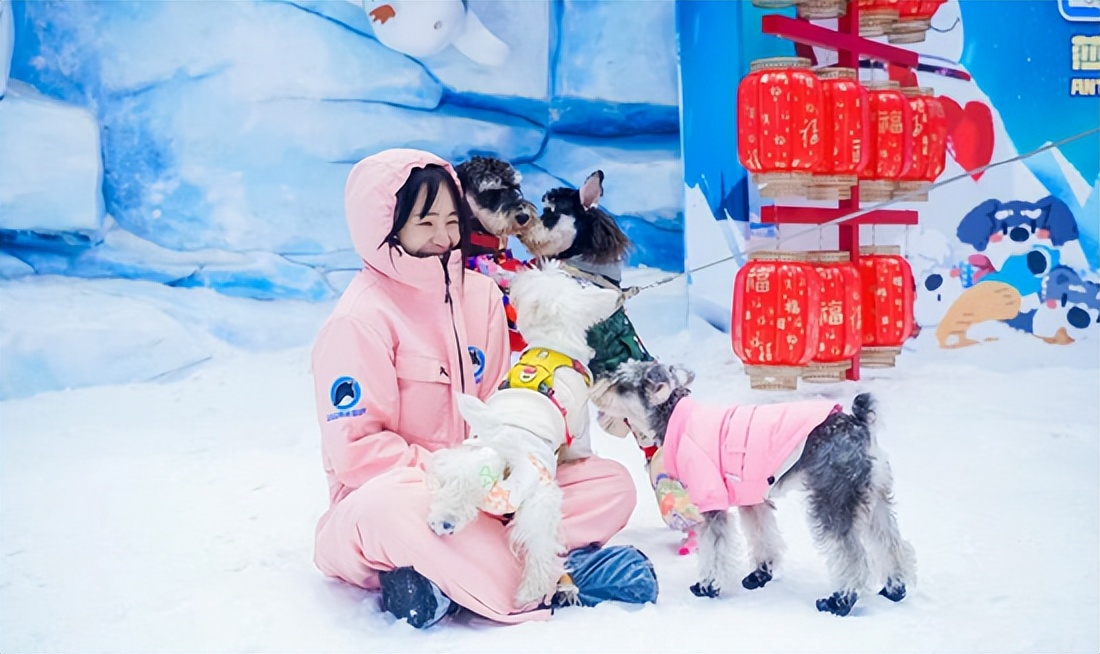 正佳星球超级萌宠节企鹅,正佳极地海洋世界超级萌宠节