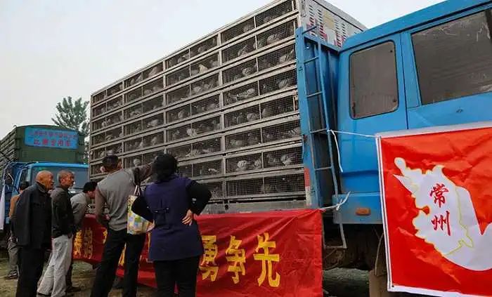 跟赛鸽比赛相比，世界杯*球赌**只能算小场面？