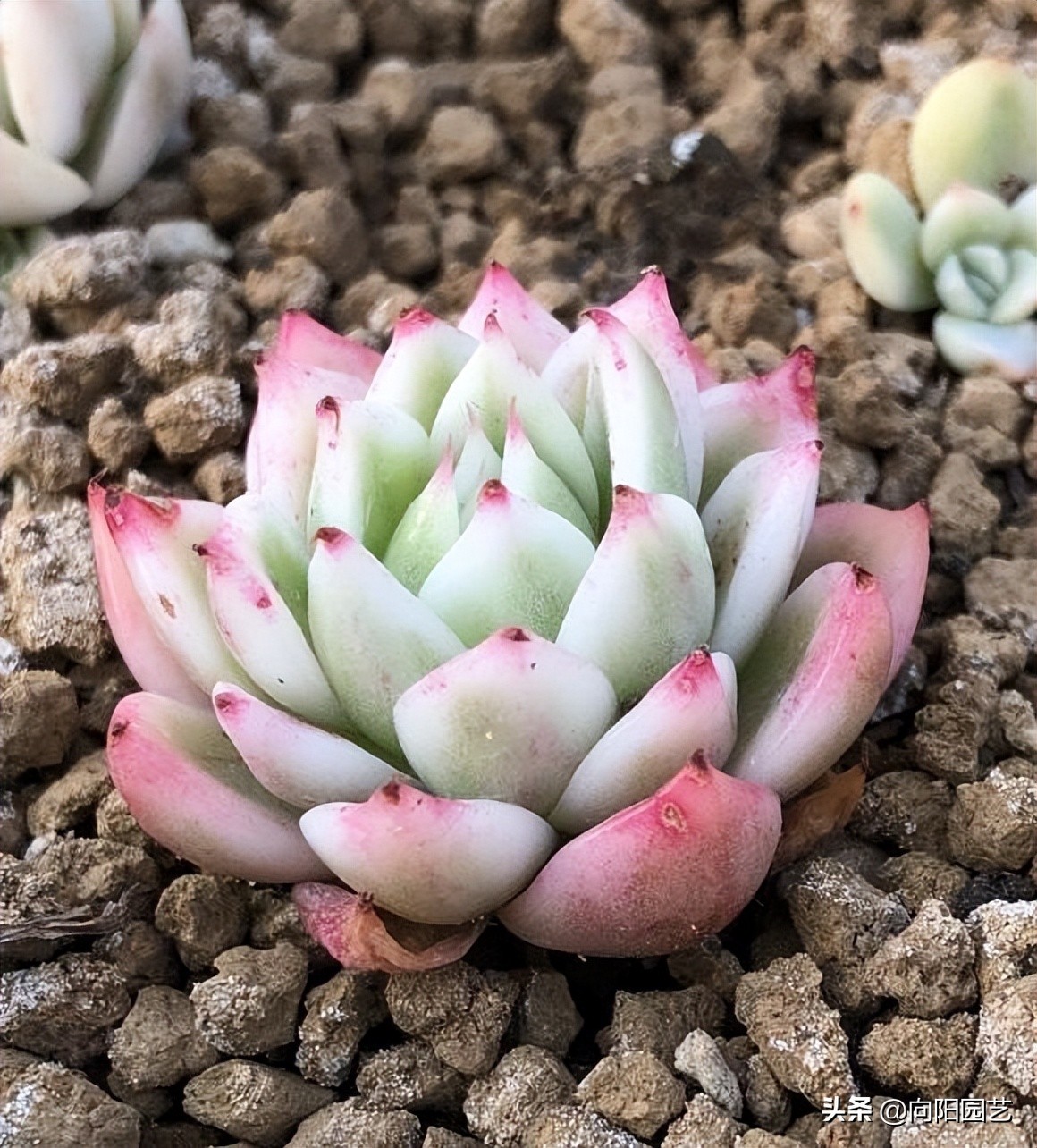 吉娃娃最便宜是多少钱一只,吉娃娃锦和吉娃娃覆轮锦区别