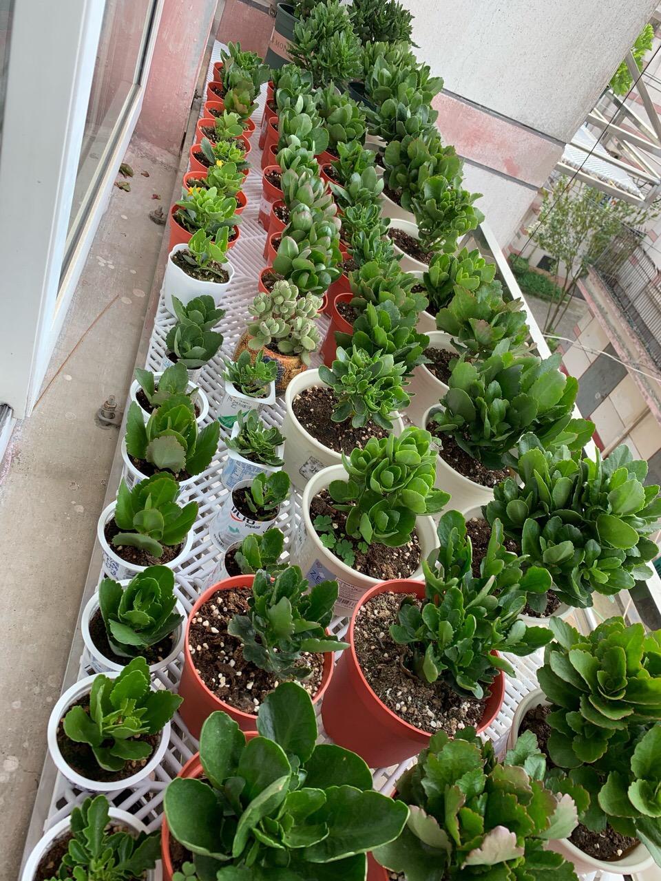 十月长寿花怎么开花,长寿花怎么打才能爆花