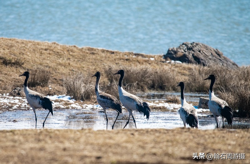 高原精灵黑颈鹤越冬之地——大山包（云、藏自驾旅行纪实之一）