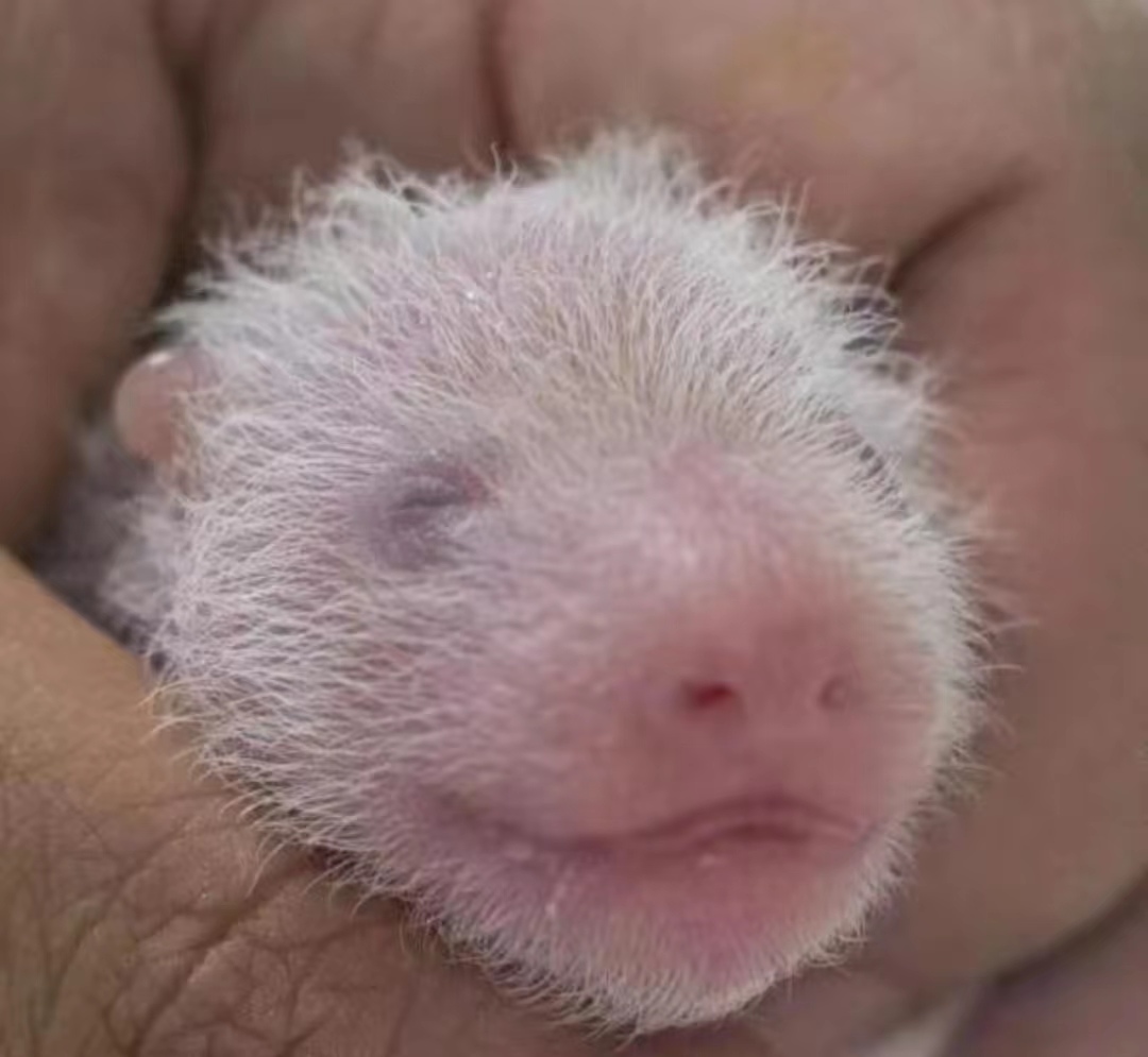 爱宝对姜爷爷有多信任,爱宝对姜爷爷的信任