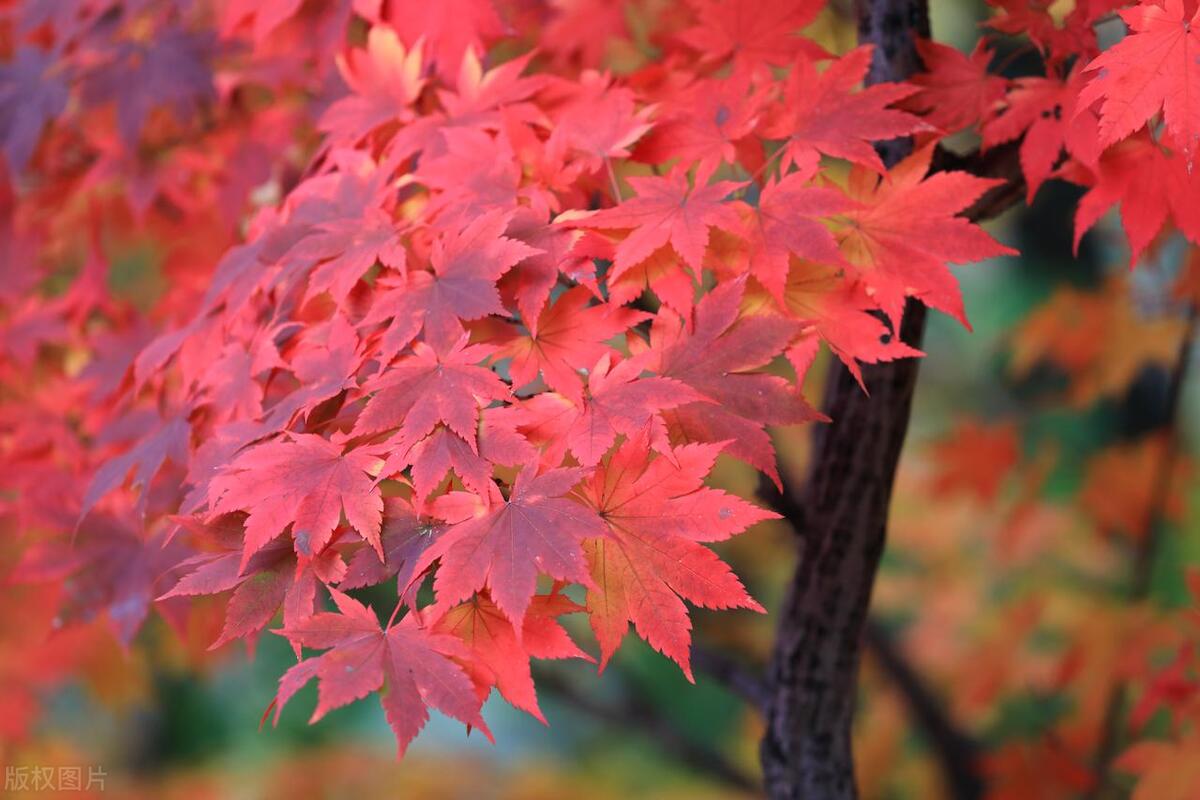 吉祥树开启吉祥年,红红火火多子多福的吉祥树