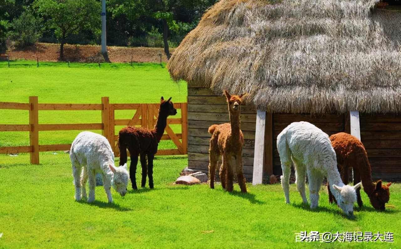 大连英歌石植物园几月最美,大连英歌石植物园景区全景图