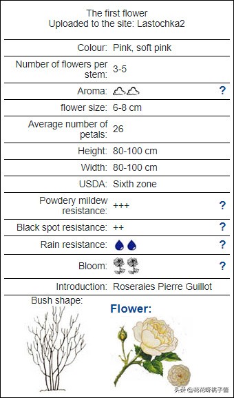 黄色月季哪个品种耐热耐晒抗病强,最耐热耐晒的切花藤本月季品种