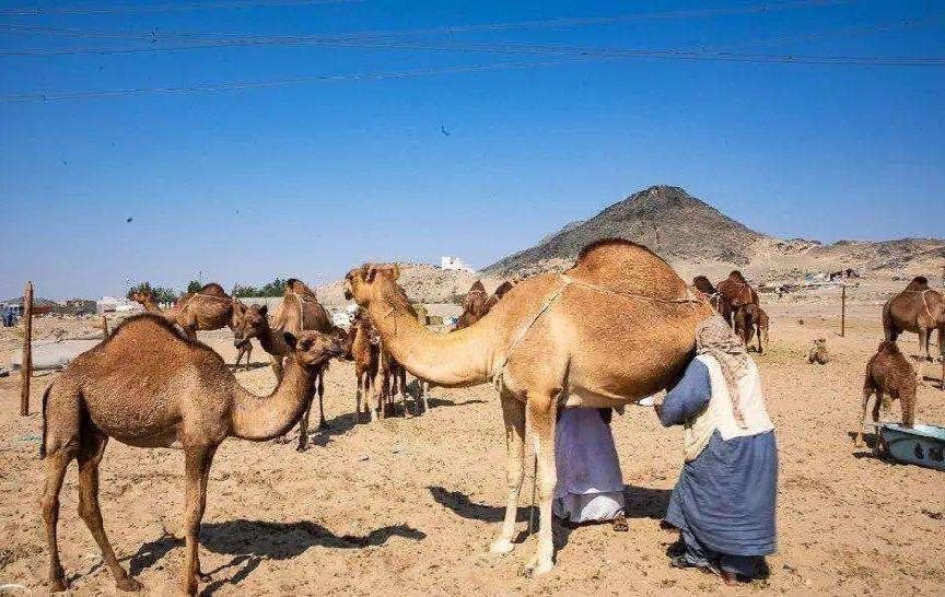 中老年人补钙补剂推荐,专家推荐中老年人补钙的方法视频