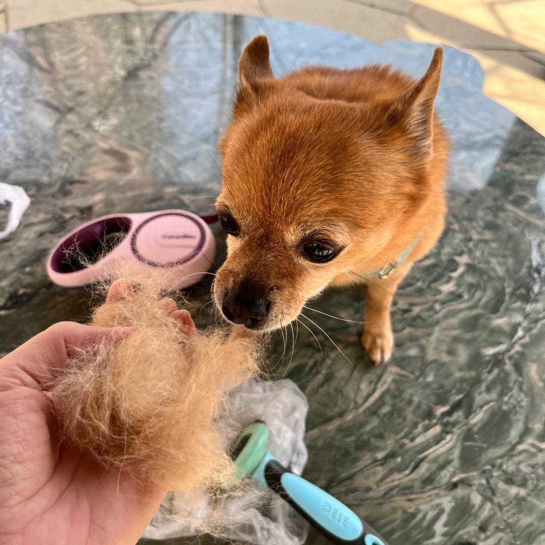 狗狗的寄生虫怎么驱虫,狗狗才驱虫就又有寄生虫了