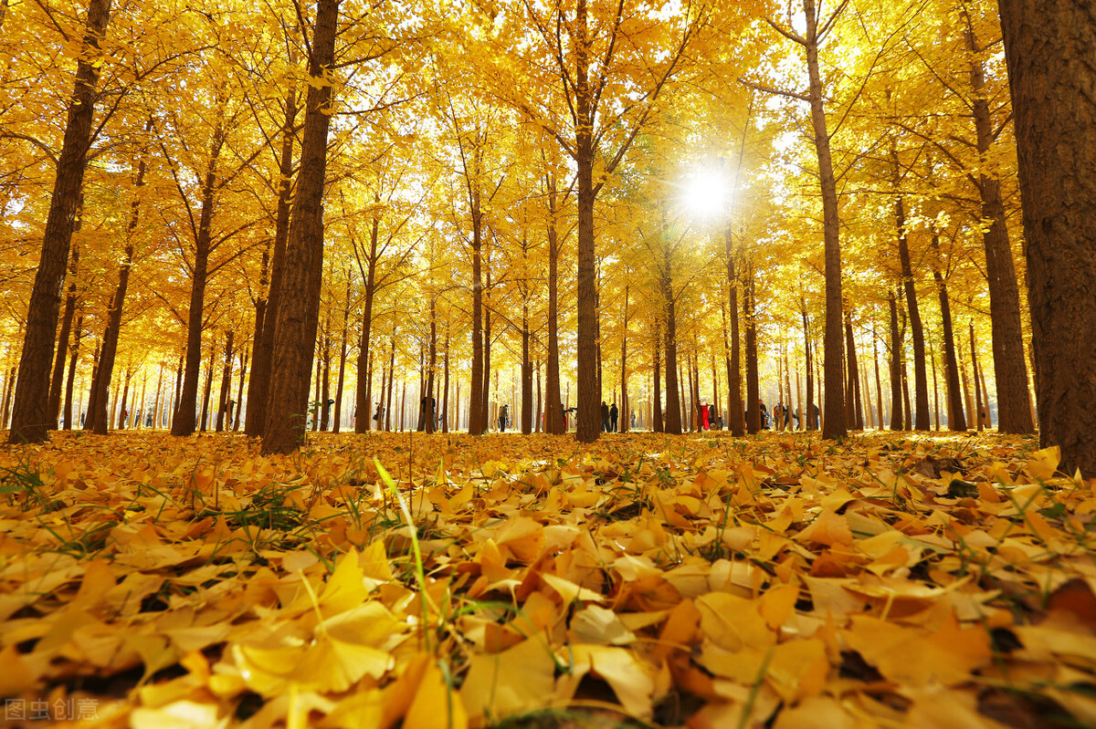 没想到济南的秋天竟然可以这样美,秋天济南哪个景区最美