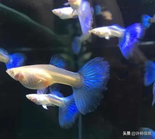 孔雀鱼品种详细介绍大全附图,最能繁殖的孔雀鱼是哪种品种