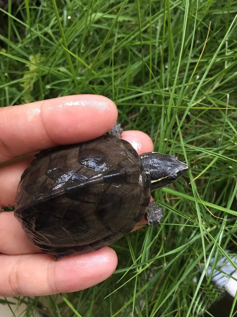 麝香类的龟哪个便宜,麝香龟哪个品种最便宜