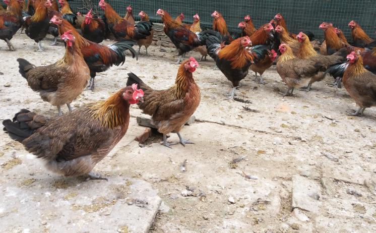 养鸡好还是养兔好呢,养鸡还是养猪有前途