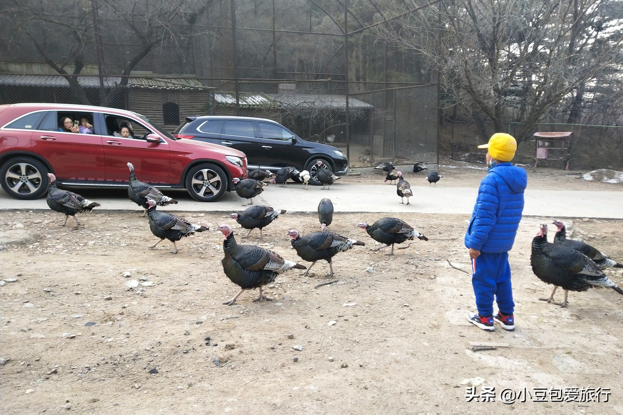 八达岭北京野生动物园推荐,两个人花100块钱能在北京玩多少