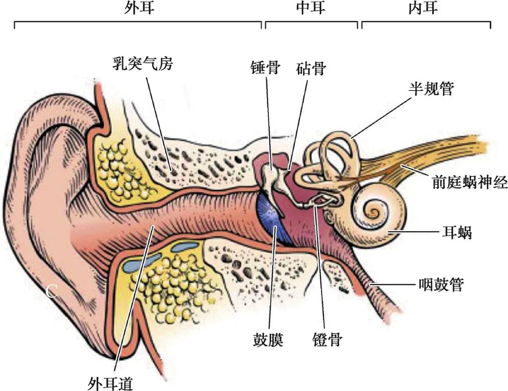 耳部解剖结构和生理功能,耳部解剖笔记
