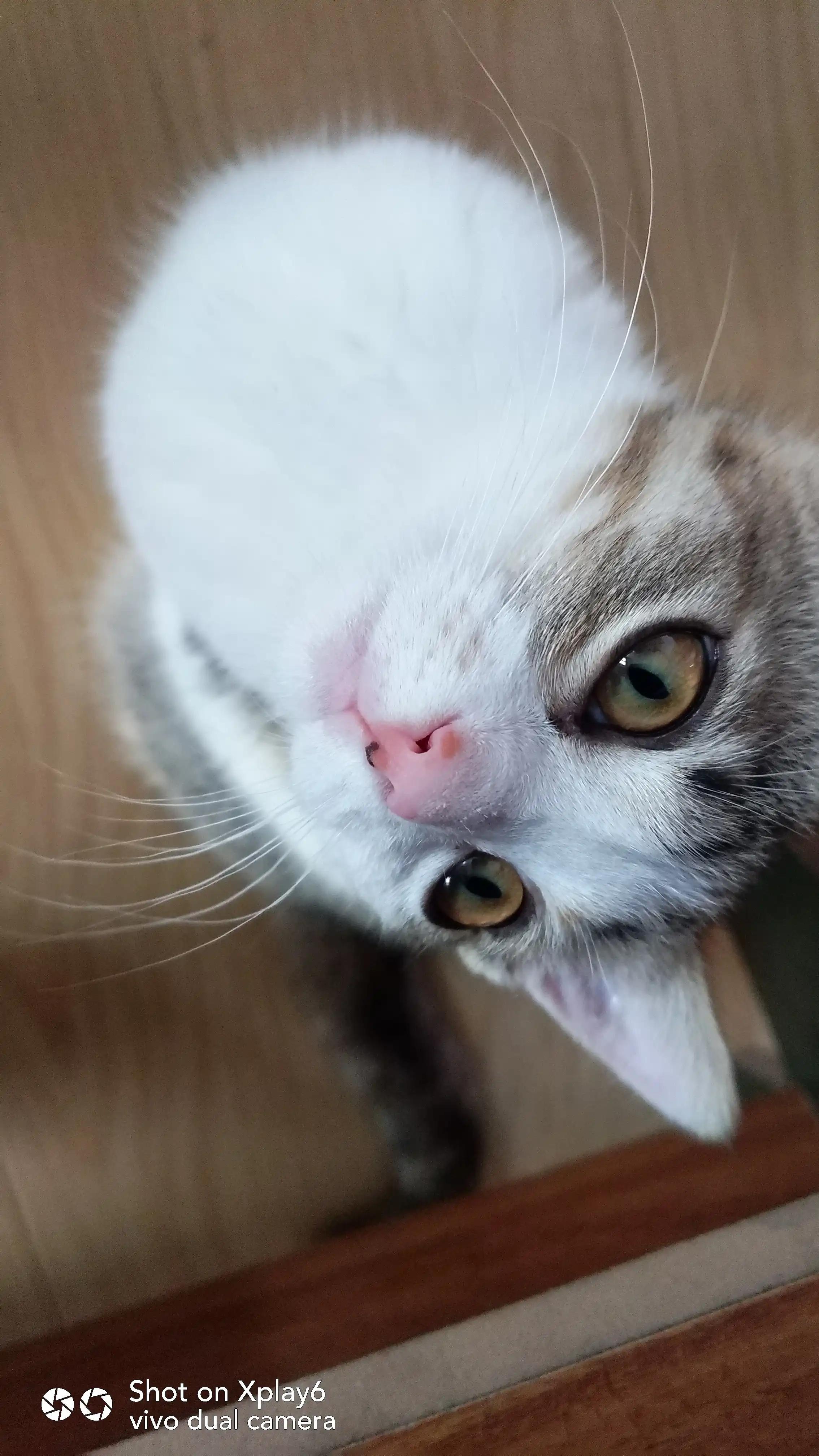 蓝绿厂为什么降价那么快,蓝绿厂为啥差距越来越大