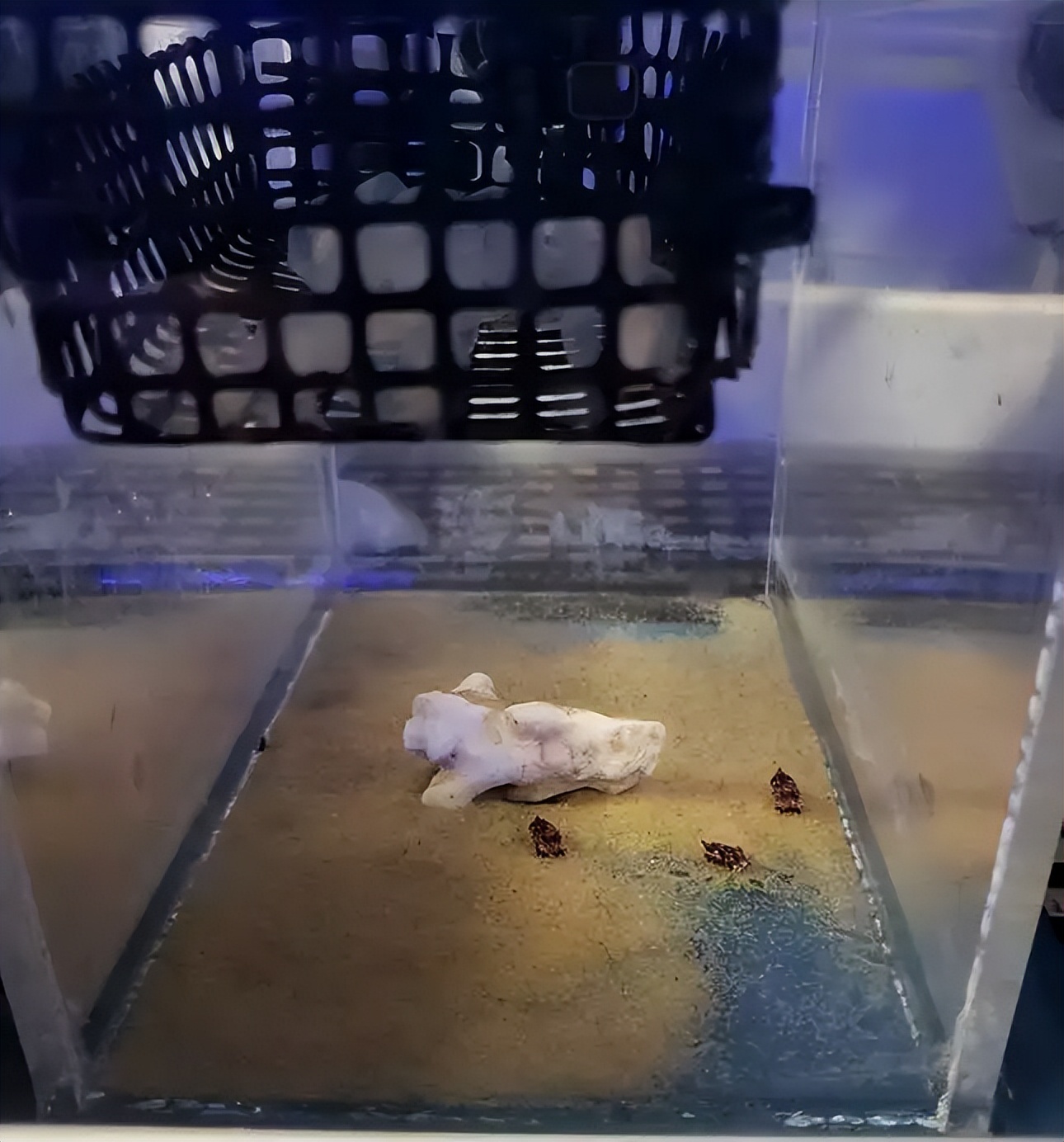 吃很多，拉很多……这些“外星生物”养起来有多费劲？