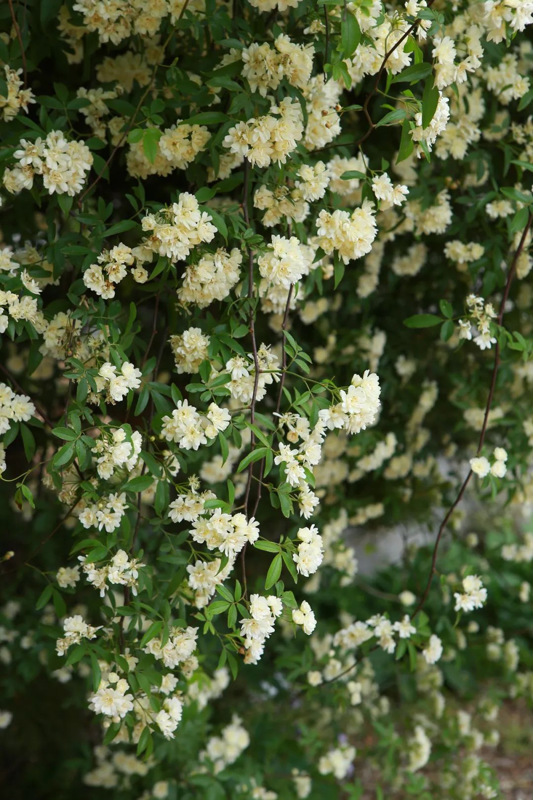 听我的，四月的杭州才是浪漫天花板。