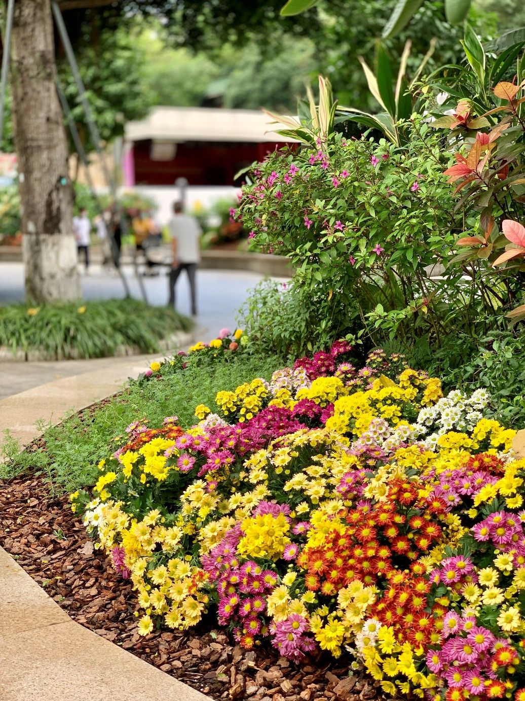 东湖公园赏菊花,深圳市东湖公园一年一季的菊花展