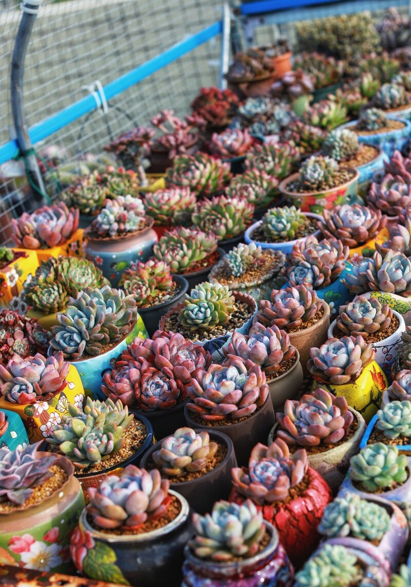 高温养兰注意事项,高温多肉怎么养