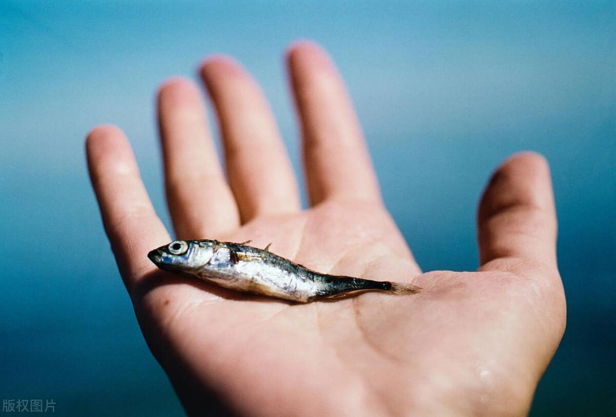 河里小鱼怎么才能抓到,小鱼在河里饲养