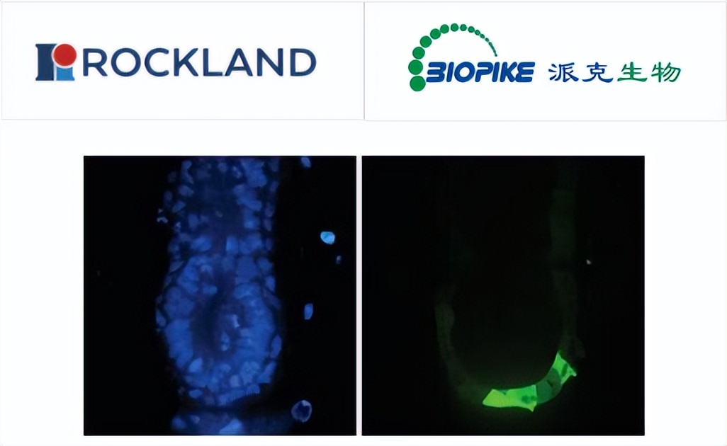 Rockland派克生物绿色荧光蛋白抗体说明书