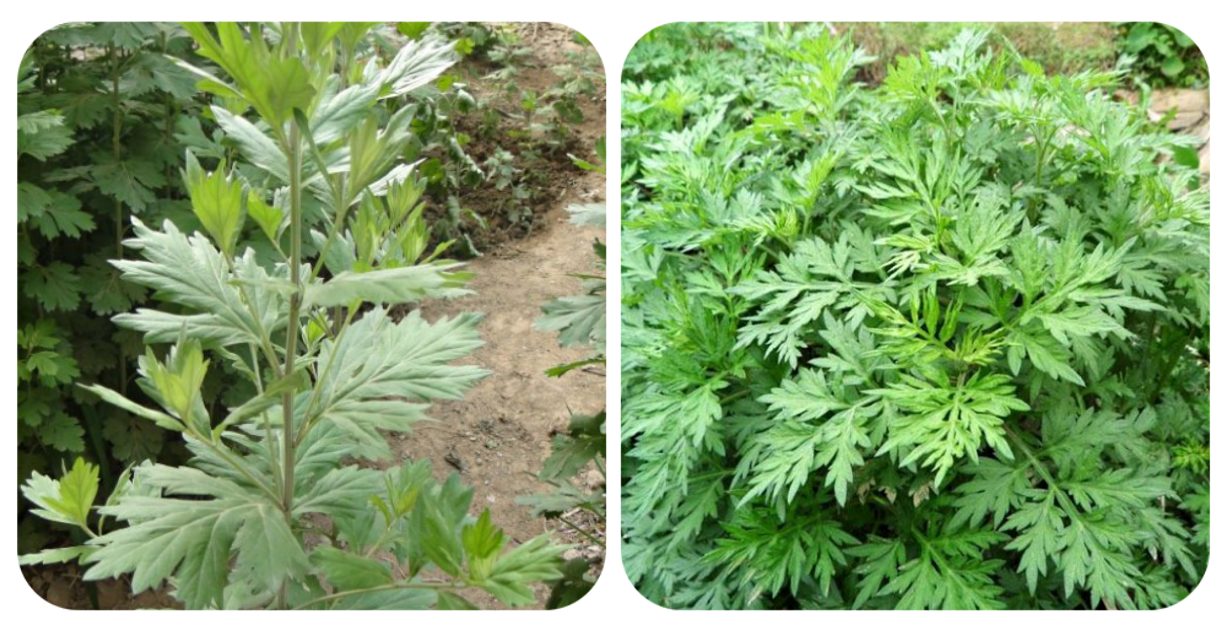 可以吃的野菜大全100种图解,教你认识100种野菜