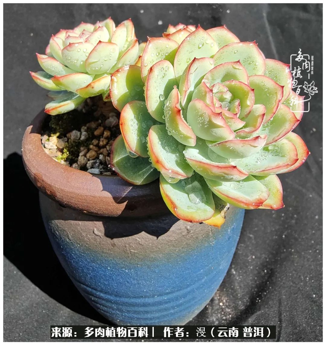 云南的冬天没有云！养肉七年，不谈得失，只论陪伴！