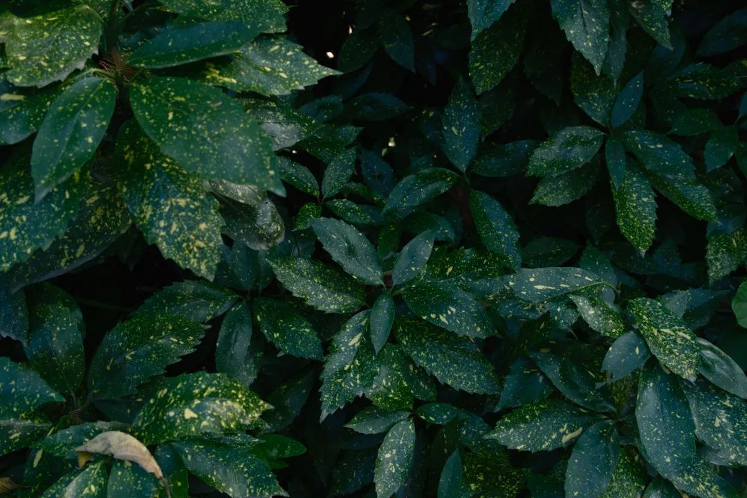 适马85mmf1.4镜头富士卡口,富士适马18-50镜头评测